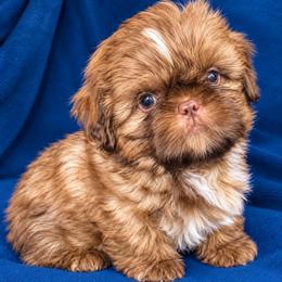 Gus - Silver gold and white male Shih Tzu puppy in Monrovia, California from Sunrise Shihtzu Blossom