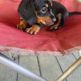 Jami - Black and tan female Dachshund puppy in Conroe, Texas from Dots Dachshunds