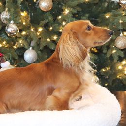 Rusty - Dachshund