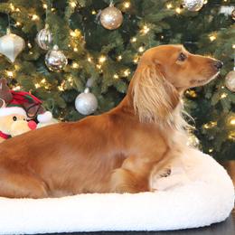 Rusty - Dachshund