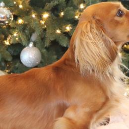 Rusty - Dachshund