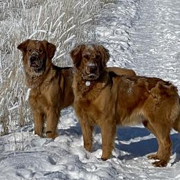 Golden Retrievers from K&N Golden Retriever Companion