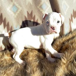 Cash - White male Boxer puppy in Purdy, Missouri from Shotgun Pups
