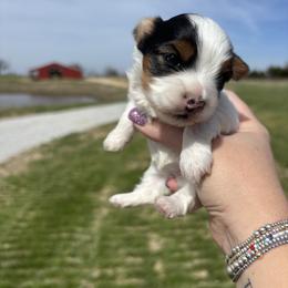 Yorkshire Terrier Puppies from Parti Patch Farm