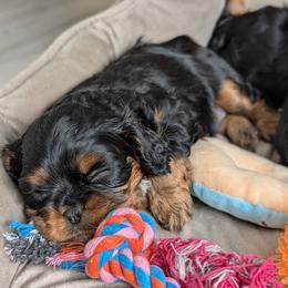 Cavalier King Charles Spaniel Puppies from The Kings Cavaliers