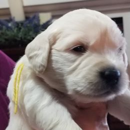 Golden Retriever Puppies from Kathleen Harris