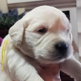 Golden Retriever Puppies from Kathleen Harris