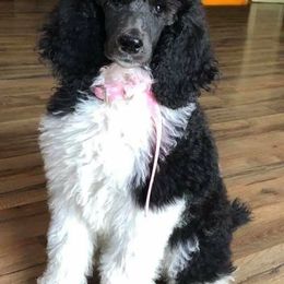 Chihuahua and Poodle Puppies from October Glory Standard Poodles