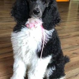 Chihuahua and Poodle Puppies from October Glory Standard Poodles