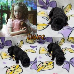 Claire - Black female Great Dane puppy in Pollock, Louisiana from Danes Done Right