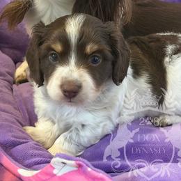 Dachshund Puppies from 208 Dox Dynasty