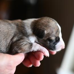 Girl 6 - female Whippet puppy in Gentry, Arkansas from Mardel Robeson of Mulberry Hollow Whippets
