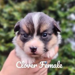 Clover - Black and tan female Pembroke Welsh Corgi puppy in Sidney, Ohio from Cozy Corgi Ranch