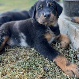 Mystery Machine - Harlequin Beauceron puppy in Haslet, Texas from Wanderlust Beaucerons