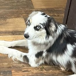 Sage - Australian Shepherd