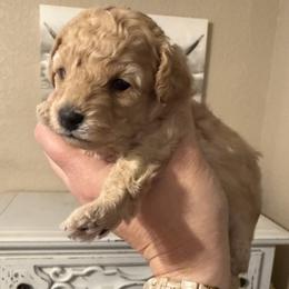 Nova - Cream female Cockapoo puppy in Ocala, Florida from Clad Doodles