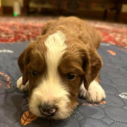 Toby - Brown and white male Bernedoodle puppy in Pauls Valley, Oklahoma from Daisy’s Doodles
