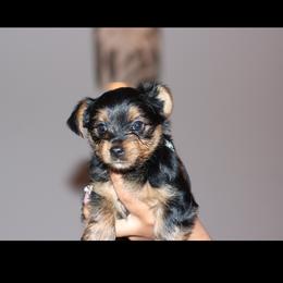 Girl 1 - Black and tan female Yorkshire Terrier puppy in Palm Coast, Florida from Evelyn's Yorkies