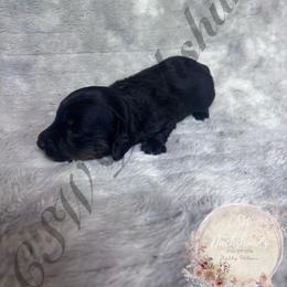 Pepper - Black and tan female Dachshund puppy in Lufkin, Texas from CSW Dachshunds