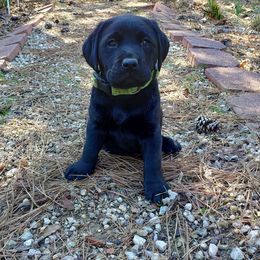 Expected litter Jan 2025 - Black male Labrador Retriever puppy in Prince George, Virginia from Kingdom Kenelz Labradors