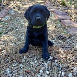 Expected litter Jan 2025 - Black male Labrador Retriever puppy in Prince George, Virginia from Kingdom Kenelz Labradors