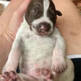 German Shorthaired Pointer Puppies from Legends German Shorthaired Pointers