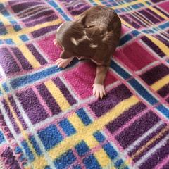 Boy 1 - White and red male Bordoodle puppy in New Oxford, Pennsylvania from The Weekend Farm