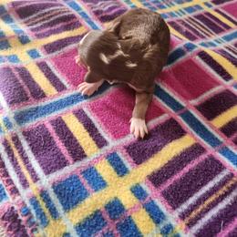 Boy 1 - White and red male Bordoodle puppy in New Oxford, Pennsylvania from The Weekend Farm