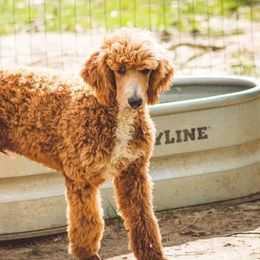 Sexy - Poodle