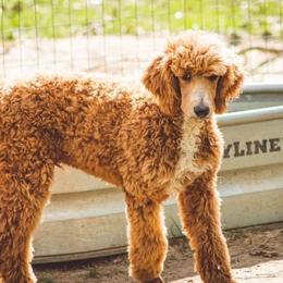 Sexy - Poodle