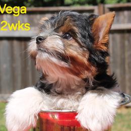 Vega - Black tan and white male Biewer Terrier puppy in Hillsboro, Oregon from Biewer Terriers by Rimba