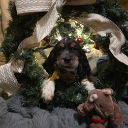 Tinsle - Tri-Roan female English Springer Spaniel puppy in Cookeville, Tennessee from Krossroads Kennel