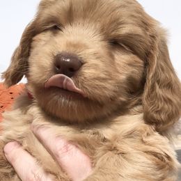 Goldendoodle Puppies from Penny Doodles