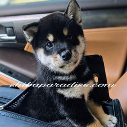 Katsumi - Black and tan female Shiba Inu puppy in Tualatin, Oregon from Shiba Paradise