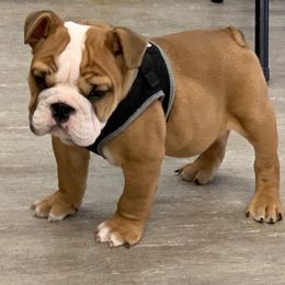 Bulldog Puppies from Itsabulldogthing