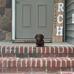 Dachshund Puppies from A Little Dach of Love