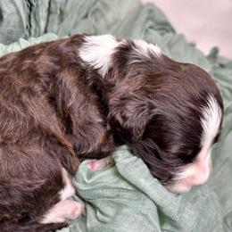 Walter - Brown and white male Portuguese Water Dog puppy in Asheville, North Carolina from Top Notch Portuguese Water Dogs