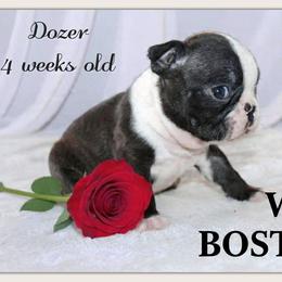 Boy 4-Dozer - Black and white male Boston Terrier puppy in North Central, Vermont from Windy Valley’s Bostons