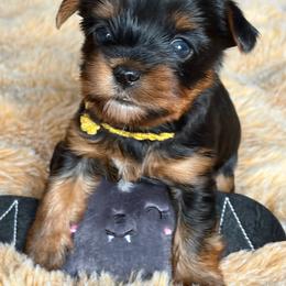 Nandor the Relentless - Black and tan male Yorkshire Terrier puppy in Coeur D Alene, Idaho from Cozy Coeur Yorkies