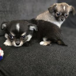 Diego - Blue and tan male Chihuahua puppy in Tulsa, Oklahoma from Hart's Chihuahuas