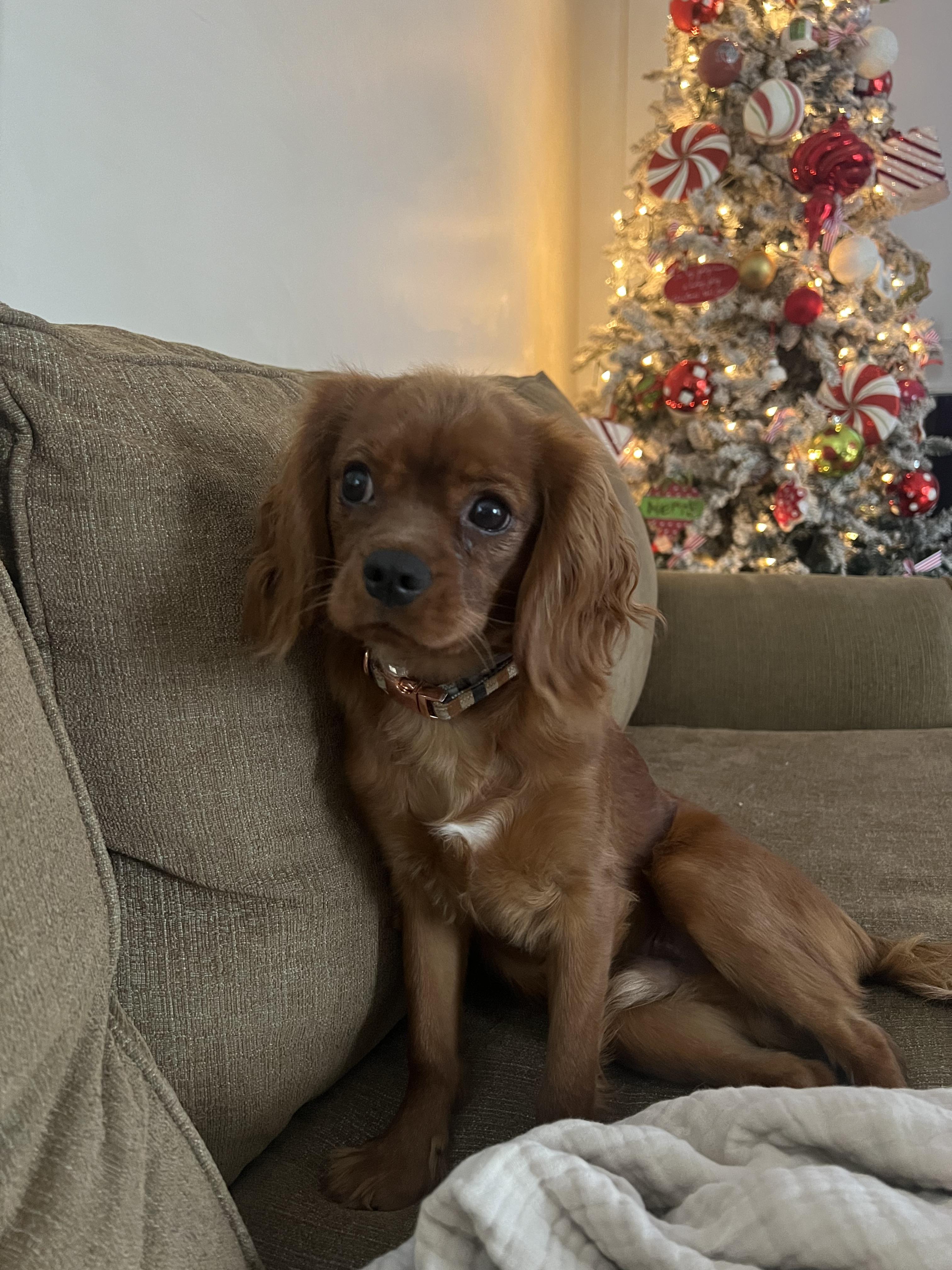 Toby