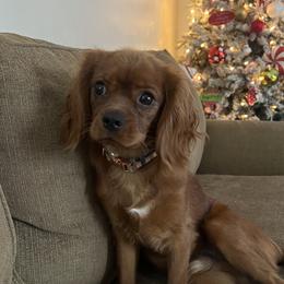 Toby - Cavalier King Charles Spaniel