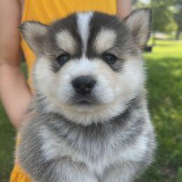 Pomsky Puppies from SRF Pomskies