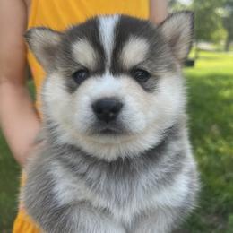 Pomsky Puppies from SRF Pomskies