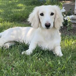 Casper - Dachshund