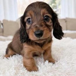 Betsy - Red female Dachshund puppy in Richmond, Virginia from Irresistible Dachshunds & Cavaliers