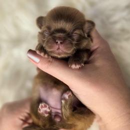 French Bulldog and Pekingese Puppies from SFLK