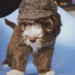 Australian Labradoodle Puppies from Australian Heritage Labradoodles