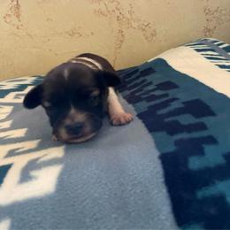 Boy 3 - Red white and sable male Papillon puppy in Glasford, Illinois from Sass*A*Frass Papillons