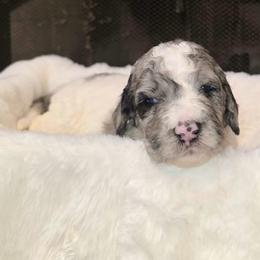 Yellow collar - Parti female Goldendoodle puppy in Sanderson, Florida from Serenity Goldendoodles